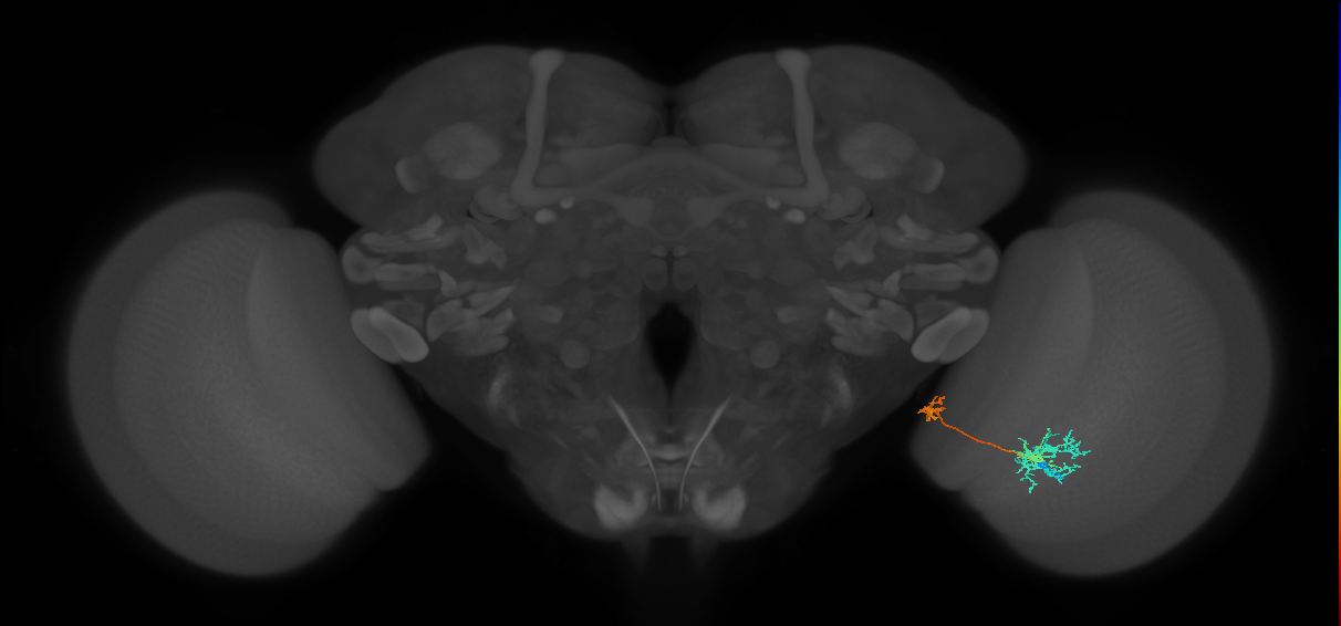 Tm36_R (MaleCNS:59648)