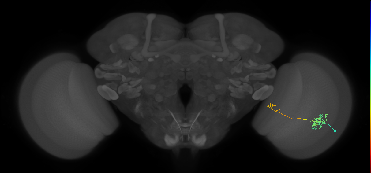 Tm36_R (MaleCNS:52184)