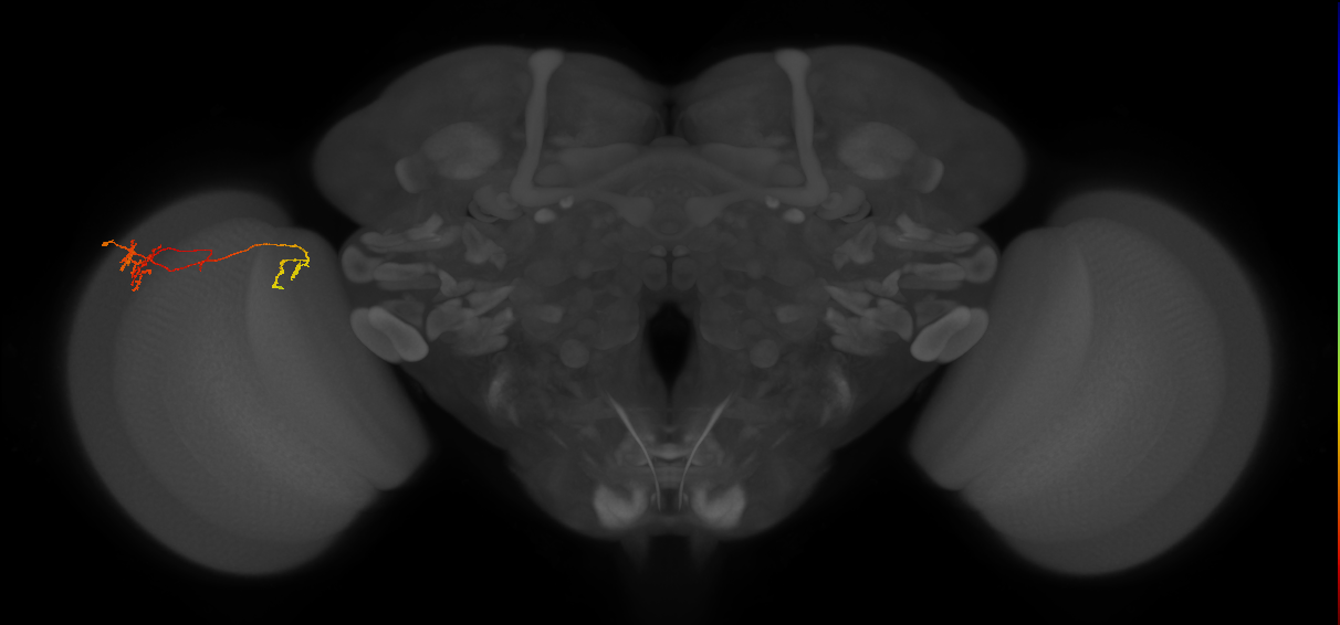 Tm36_L (MaleCNS:88541)