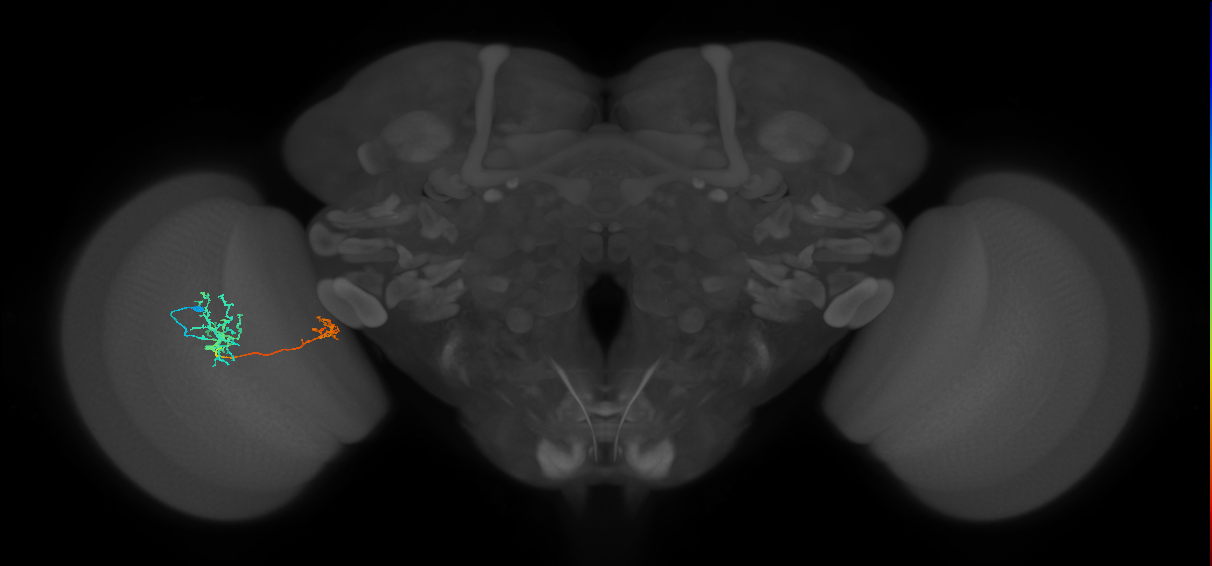 Tm36_L (MaleCNS:78694)