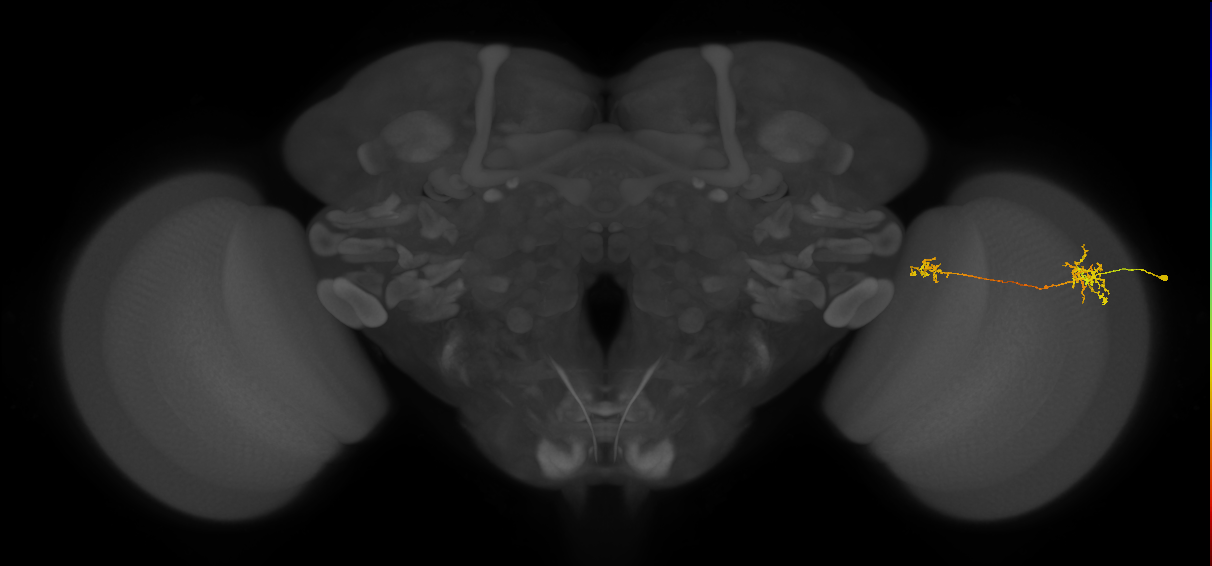 Tm36_R (MaleCNS:86576)