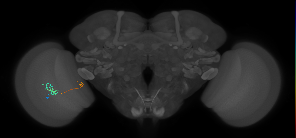 Tm36_L (MaleCNS:516032)