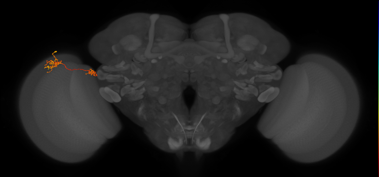 Tm36_L (MaleCNS:65368)