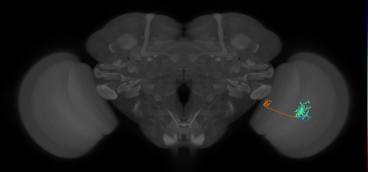 Tm36_R (MaleCNS:56513)