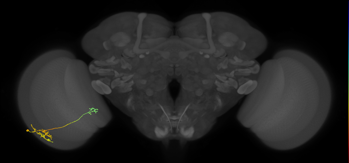Tm36_L (MaleCNS:534631)