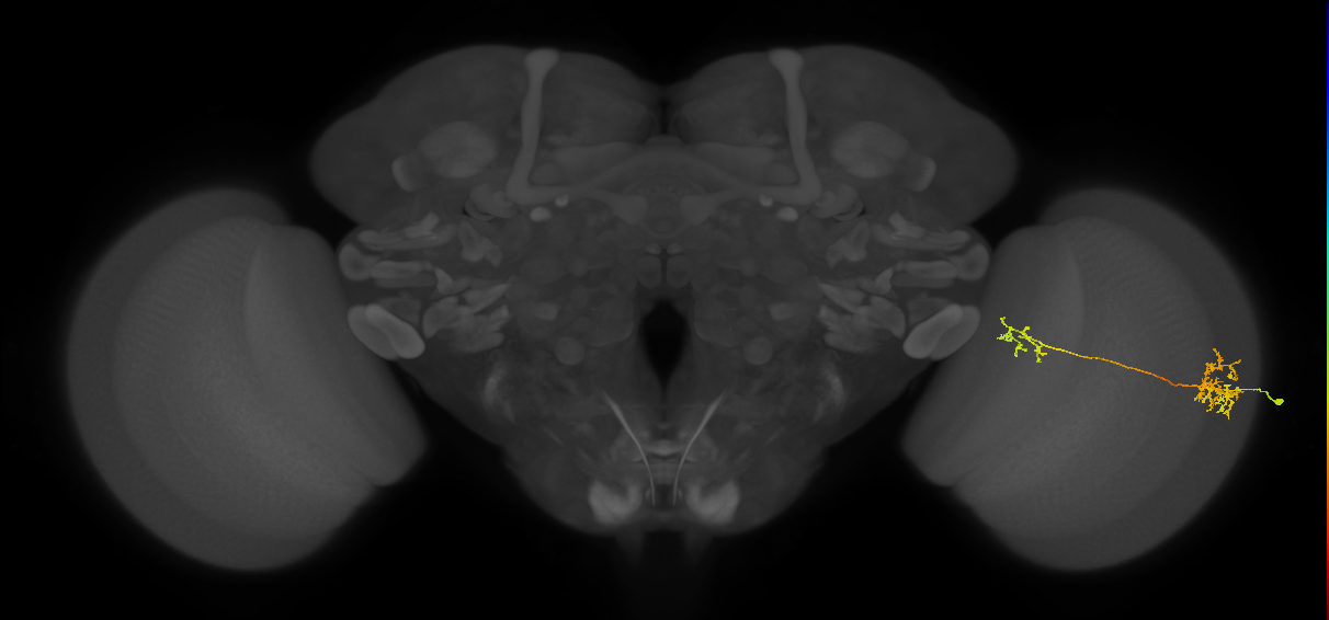 Tm36_R (MaleCNS:50182)