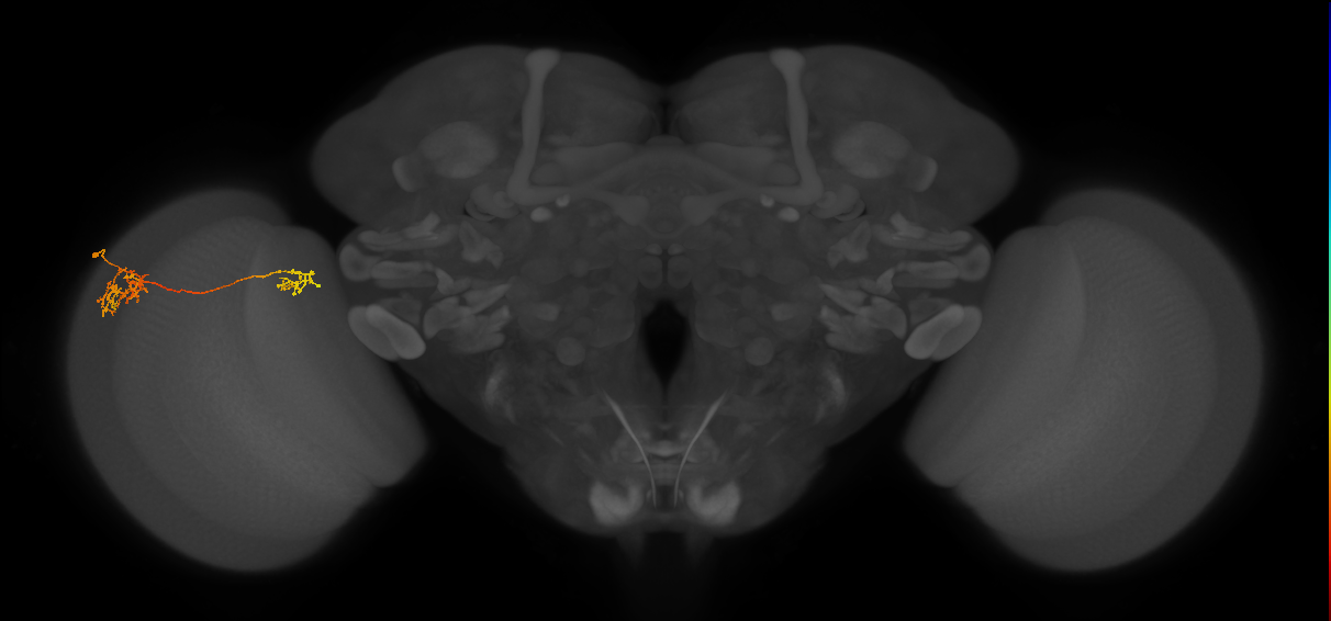 Tm36_L (MaleCNS:50934)