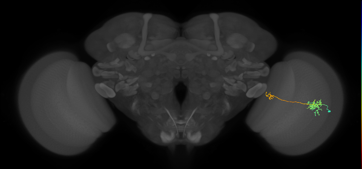 Tm36_R (MaleCNS:57442)