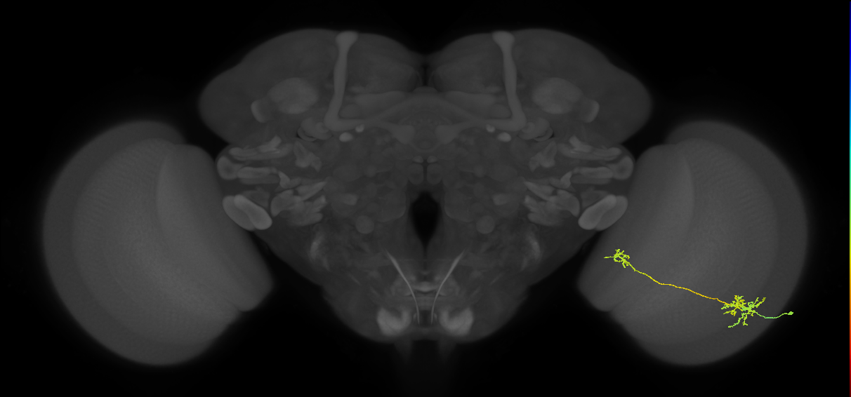 Tm36_R (MaleCNS:48998)