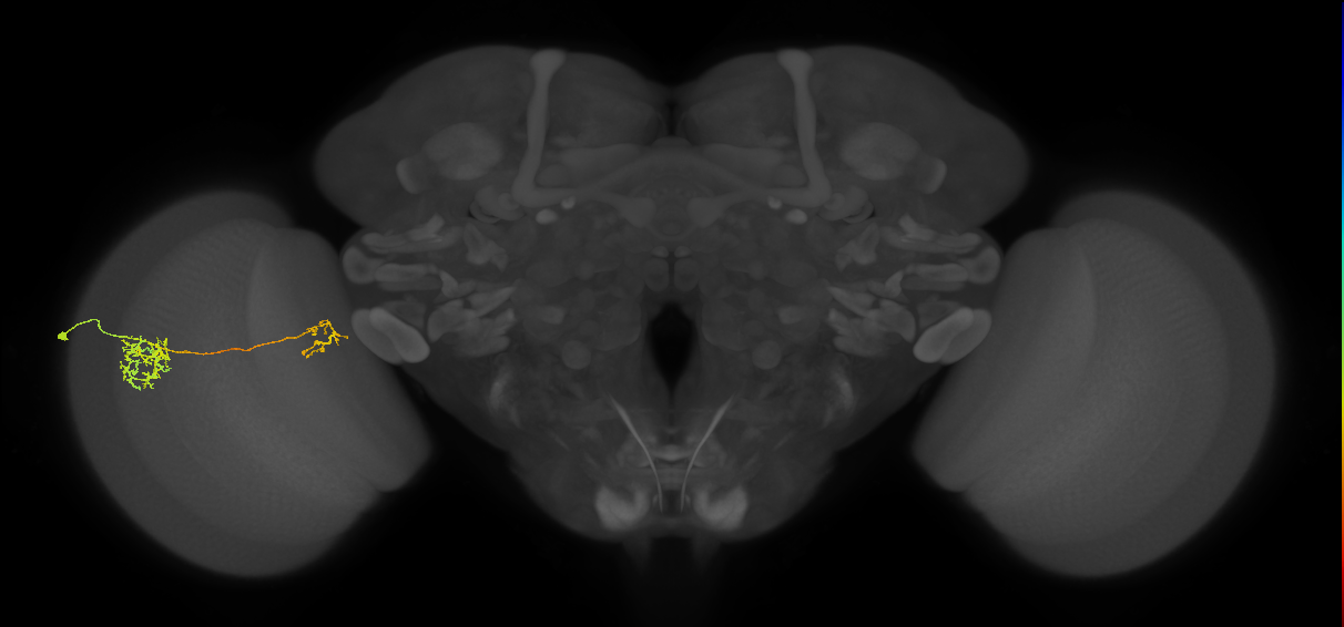Tm36_L (MaleCNS:23109)