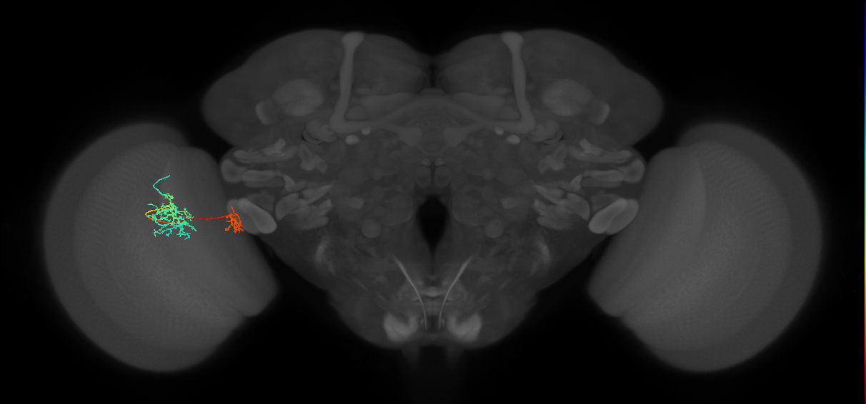 Tm36_L (MaleCNS:527438)