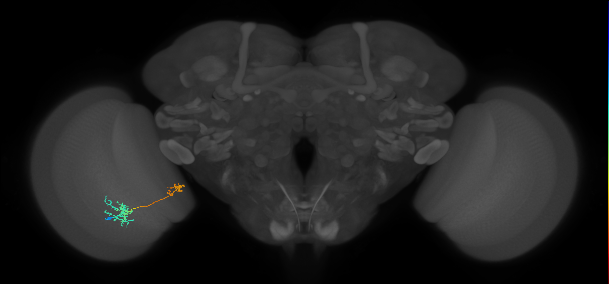 Tm36_L (MaleCNS:85350)