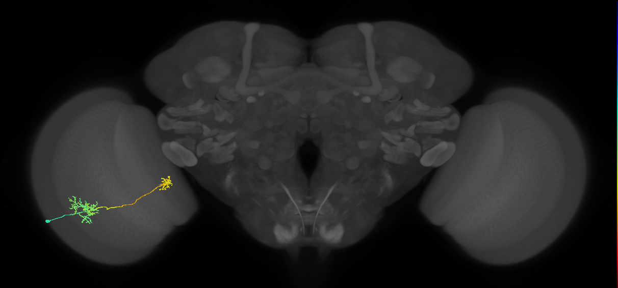 Tm36_L (MaleCNS:541571)