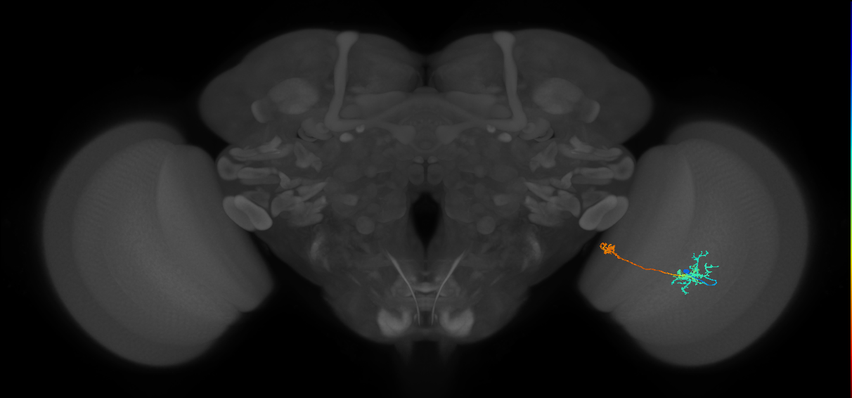 Tm36_R (MaleCNS:68432)