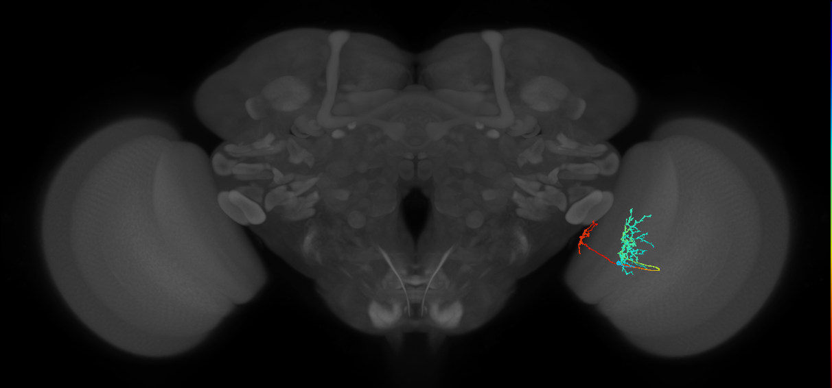 Tm36_R (MaleCNS:57470)