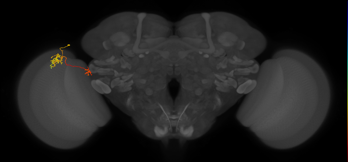 Tm36_L (MaleCNS:87333)