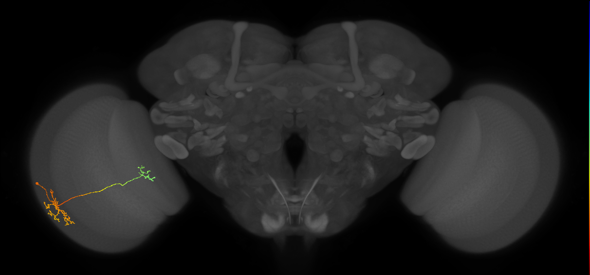 Tm36_L (MaleCNS:171576)