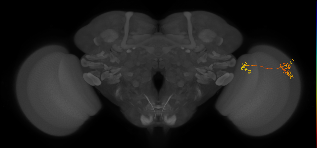 Tm36_R (MaleCNS:59851)
