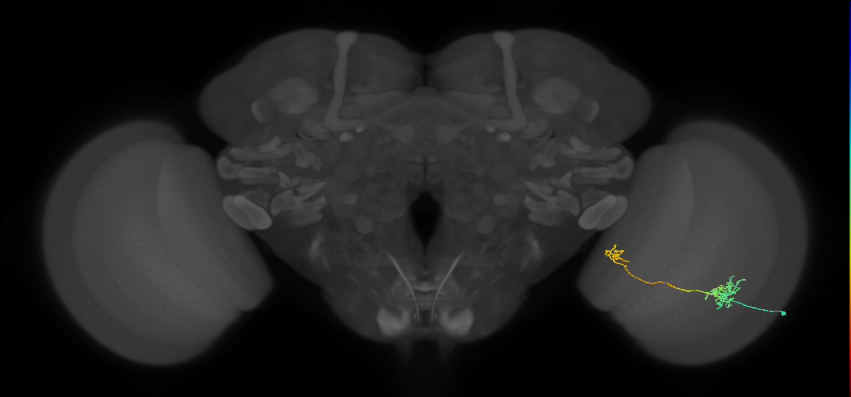 Tm36_R (MaleCNS:61302)