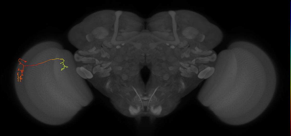 Tm36_L (MaleCNS:529871)