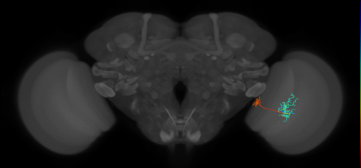 Tm36_R (MaleCNS:55750)
