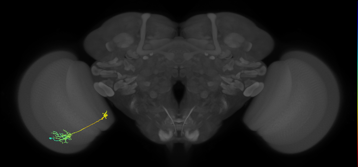 Tm36_L (MaleCNS:83867)