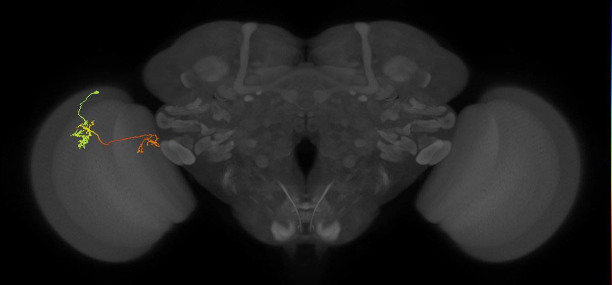 Tm36_L (MaleCNS:516385)