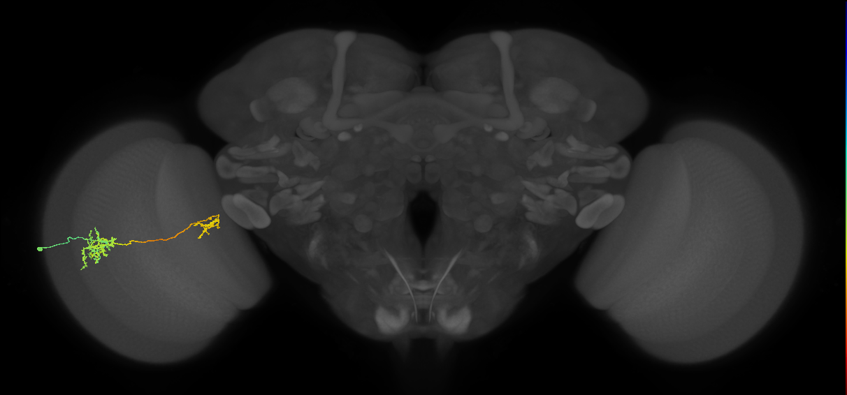 Tm36_L (MaleCNS:33785)