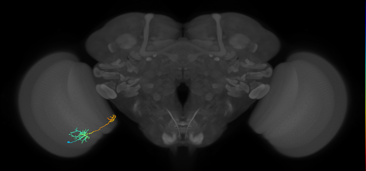 Tm36_L (MaleCNS:536263)
