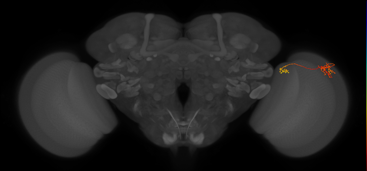 Tm36_R (MaleCNS:110064)