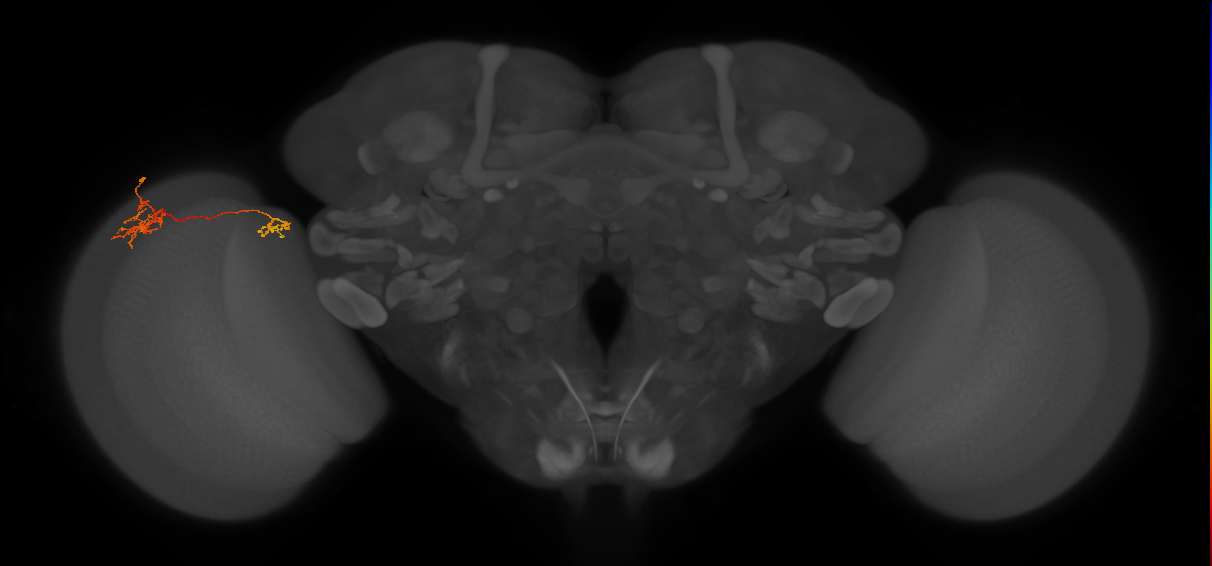 Tm36_L (MaleCNS:573159)