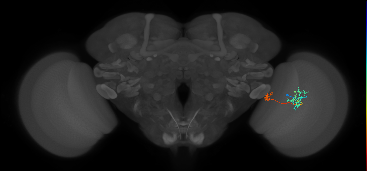 Tm36_R (MaleCNS:50654)