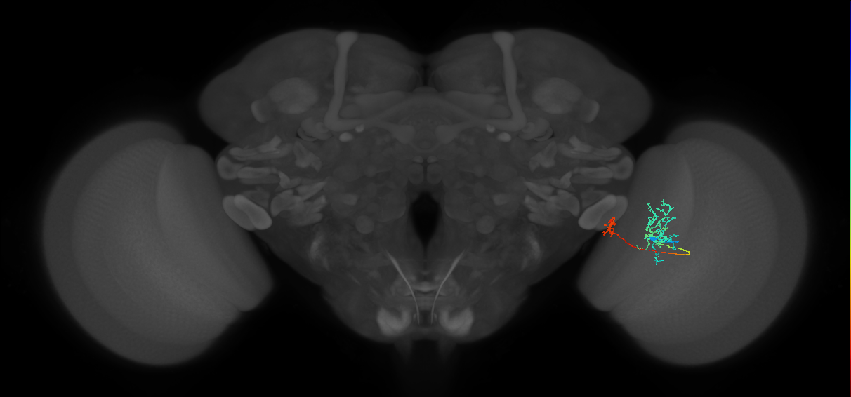 Tm36_R (MaleCNS:61599)