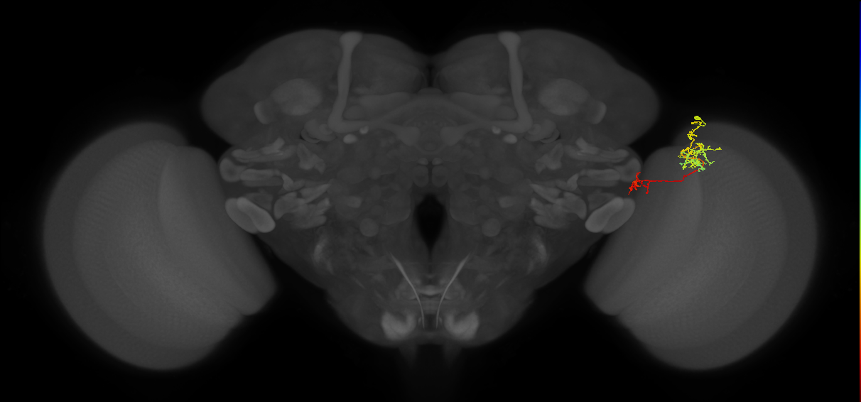 Tm36_R (MaleCNS:74424)