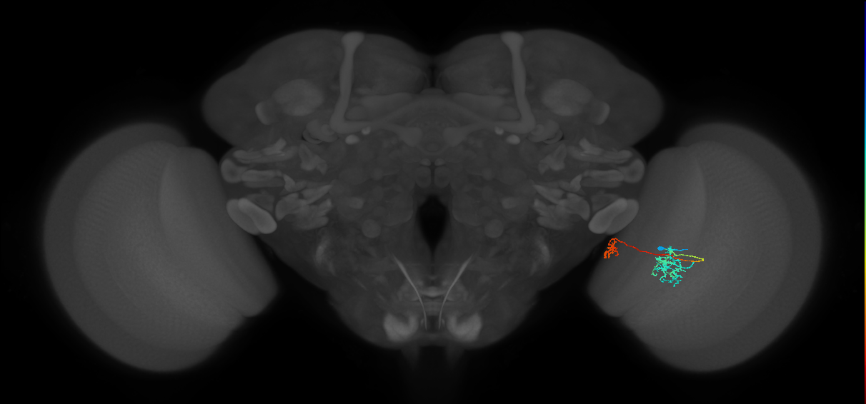 Tm36_R (MaleCNS:66863)