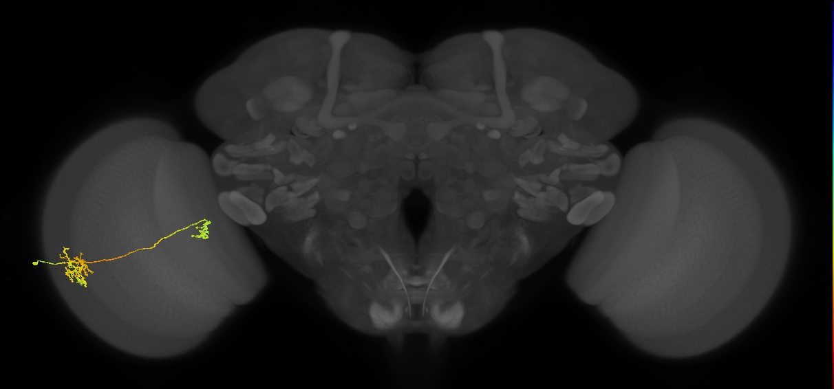 Tm36_L (MaleCNS:33836)