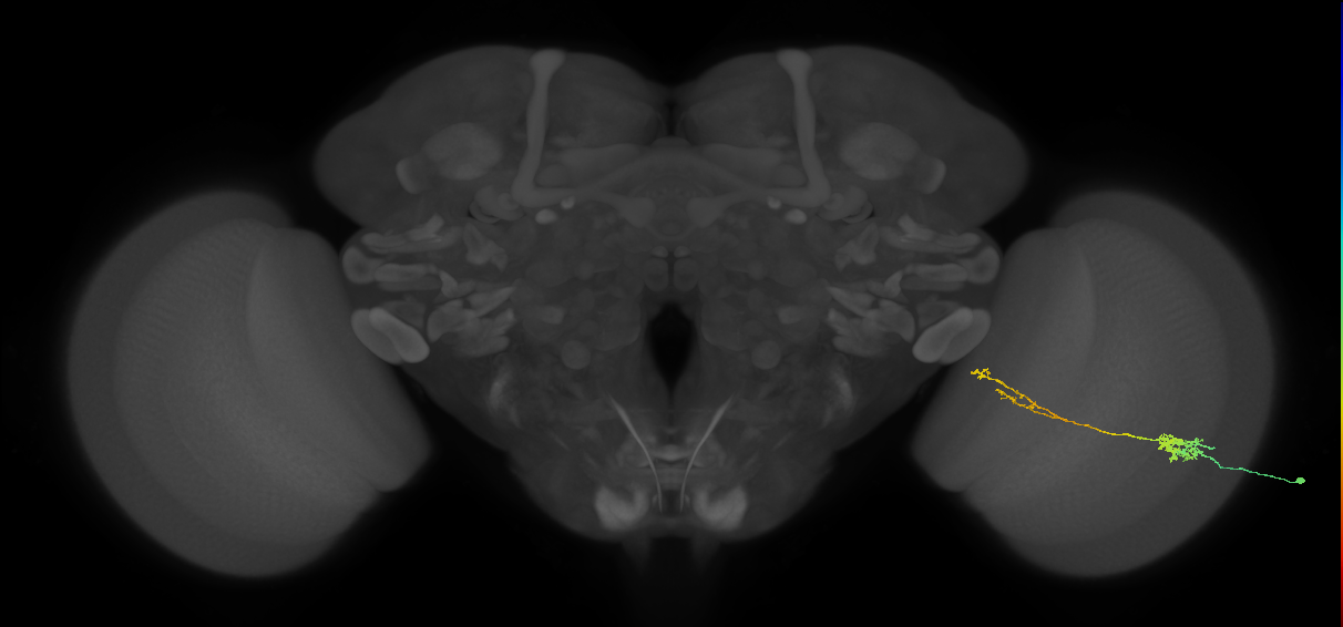 Tm37_R (MaleCNS:67281)