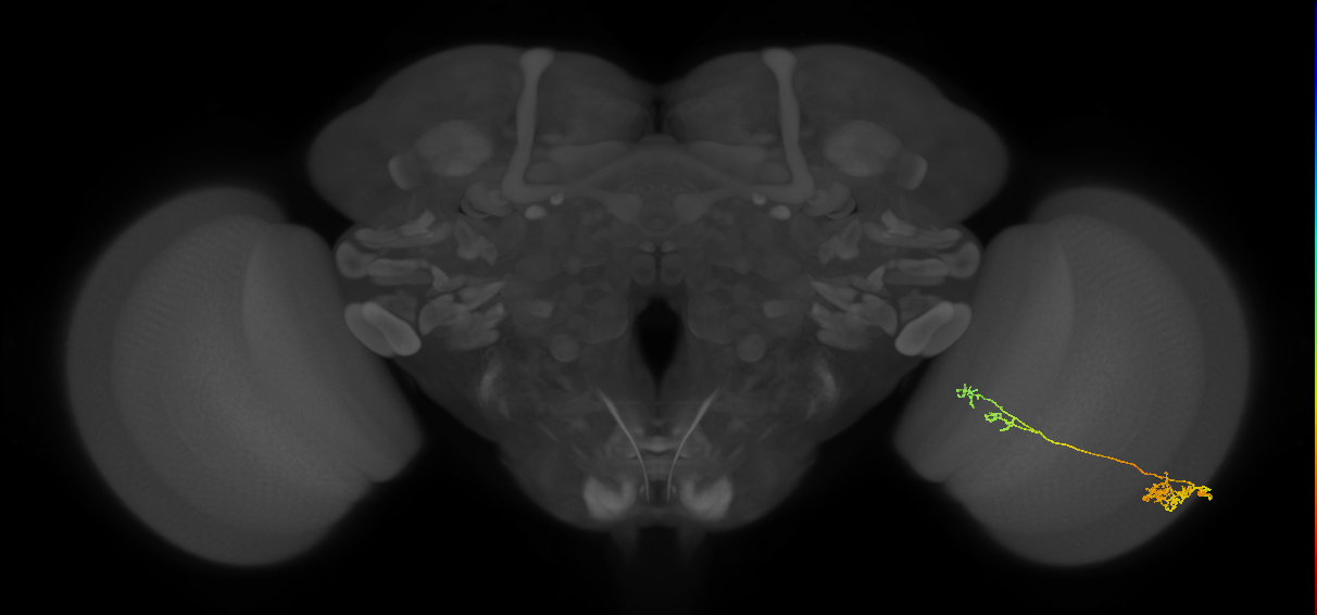 Tm37_R (MaleCNS:53291)