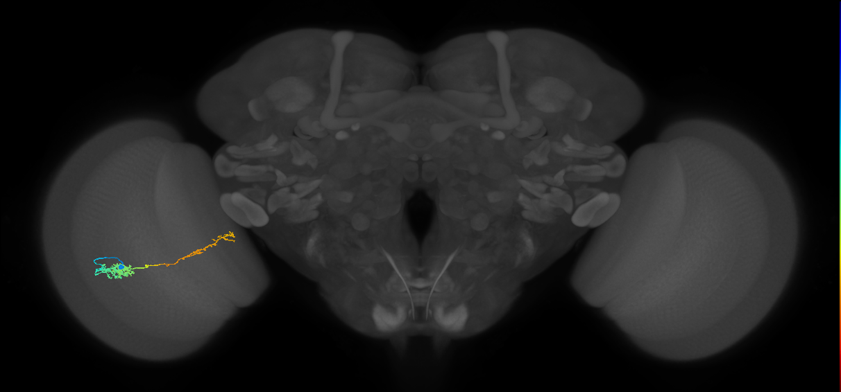 Tm37_L (MaleCNS:63620)