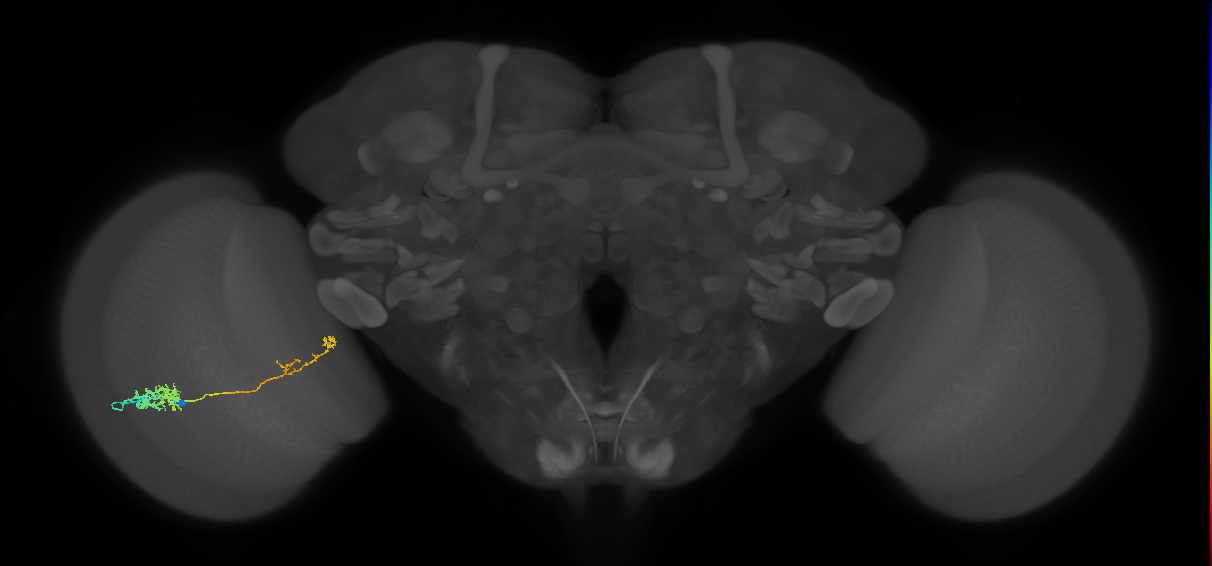 Tm37_L (MaleCNS:58646)