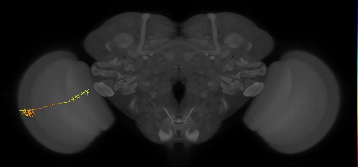 Tm37_L (MaleCNS:514633)