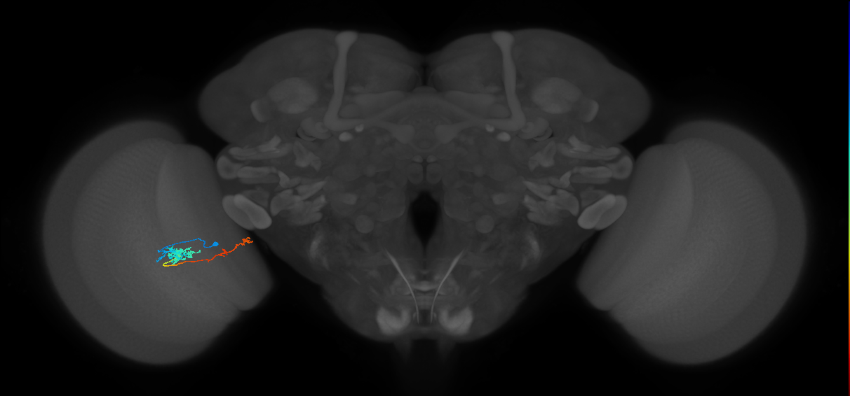 Tm37_L (MaleCNS:525288)