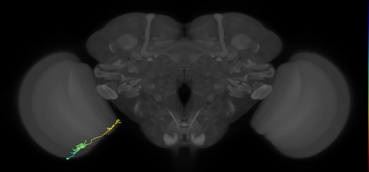 Tm37_L (MaleCNS:527415)