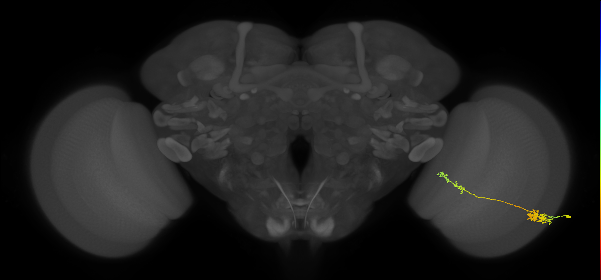 Tm37_R (MaleCNS:47797)