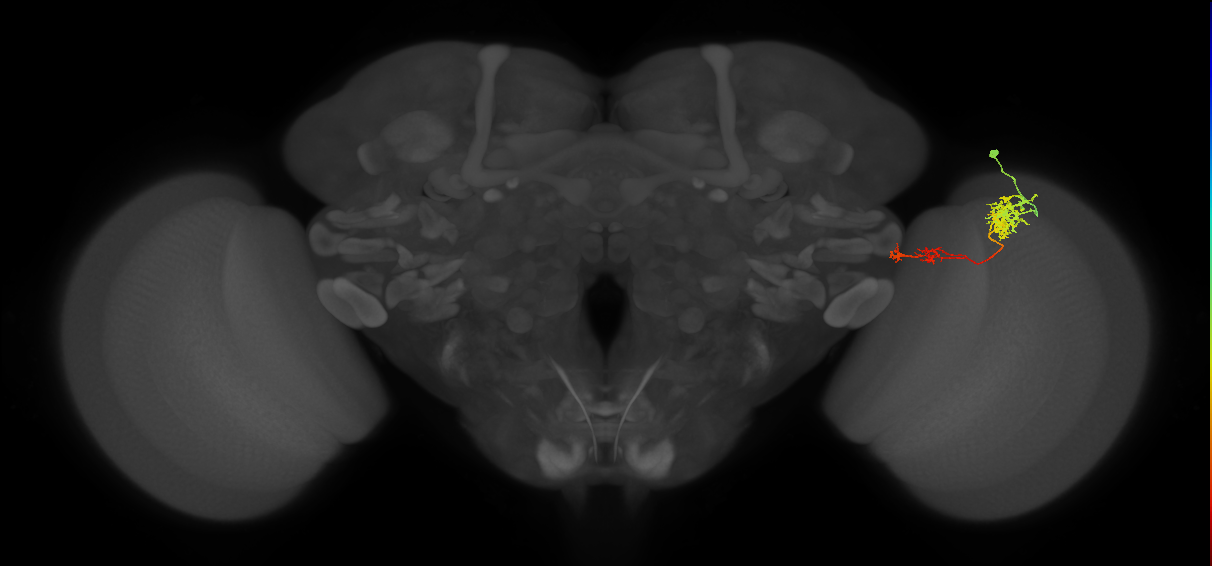 Tm37_R (MaleCNS:55308)
