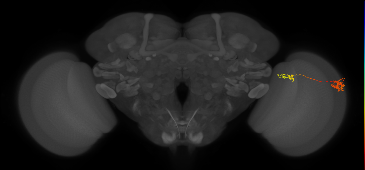 Tm37_R (MaleCNS:53114)