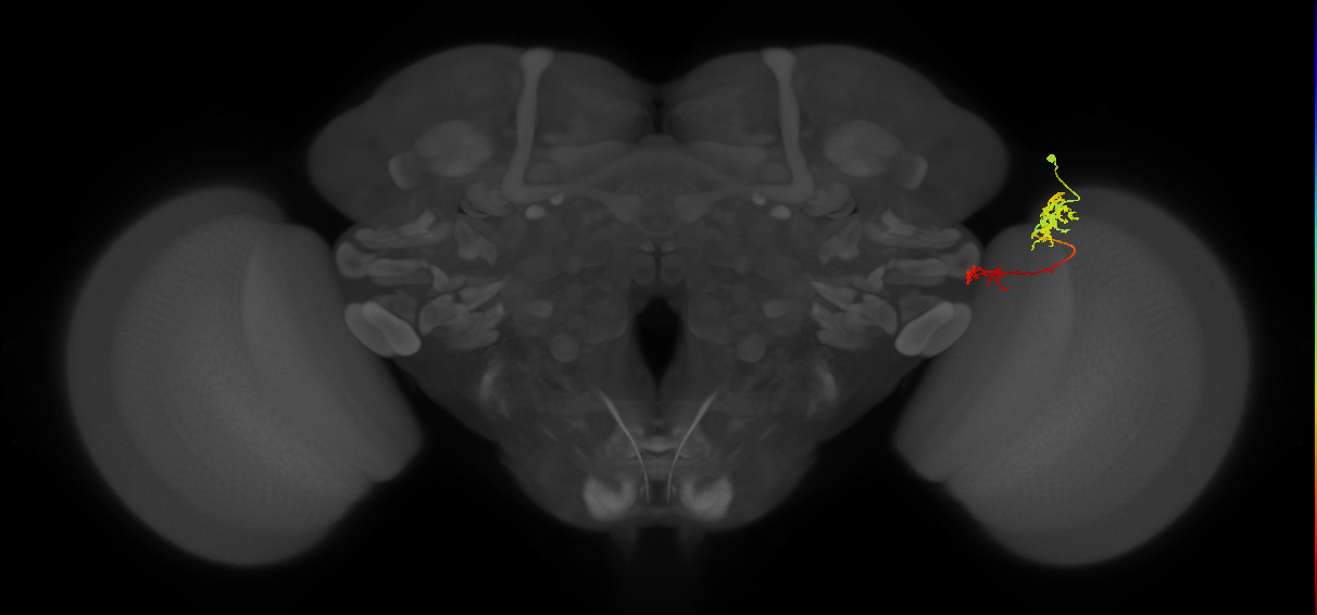 Tm37_R (MaleCNS:69024)