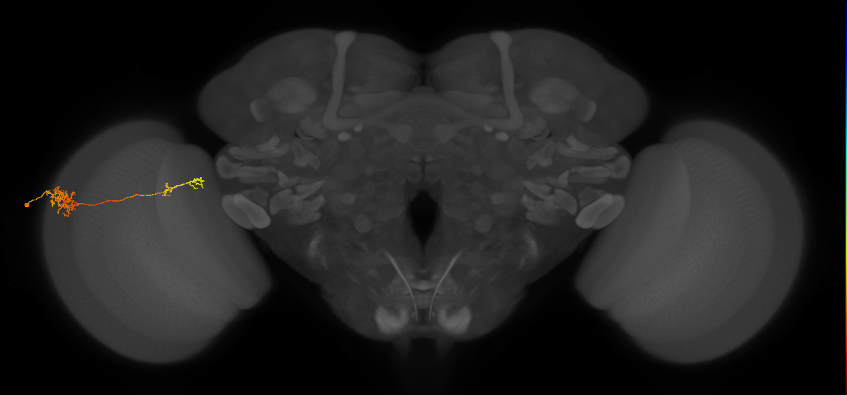 Tm37_L (MaleCNS:36412)