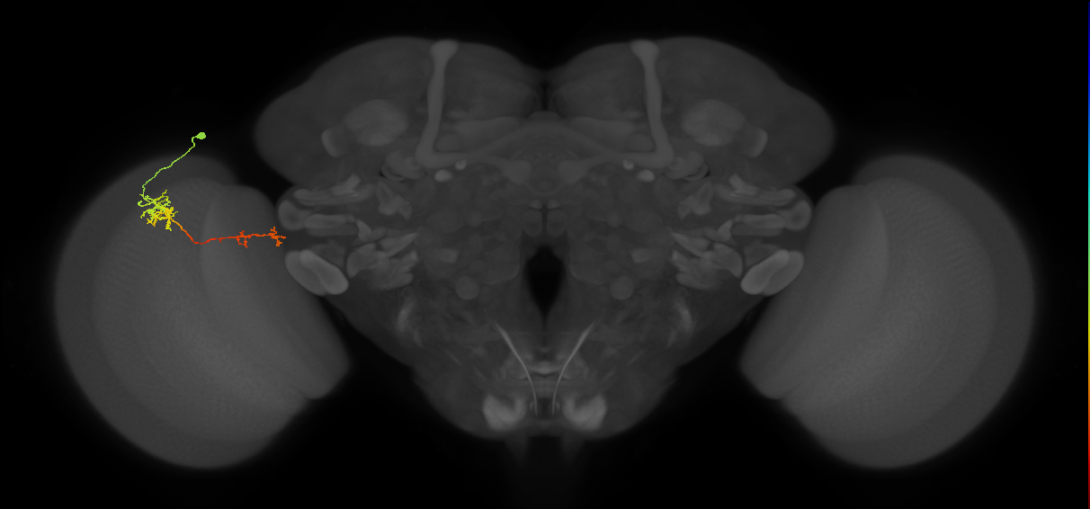 Tm37_L (MaleCNS:51727)