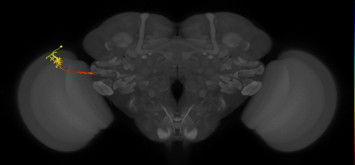 Tm37_L (MaleCNS:94054)